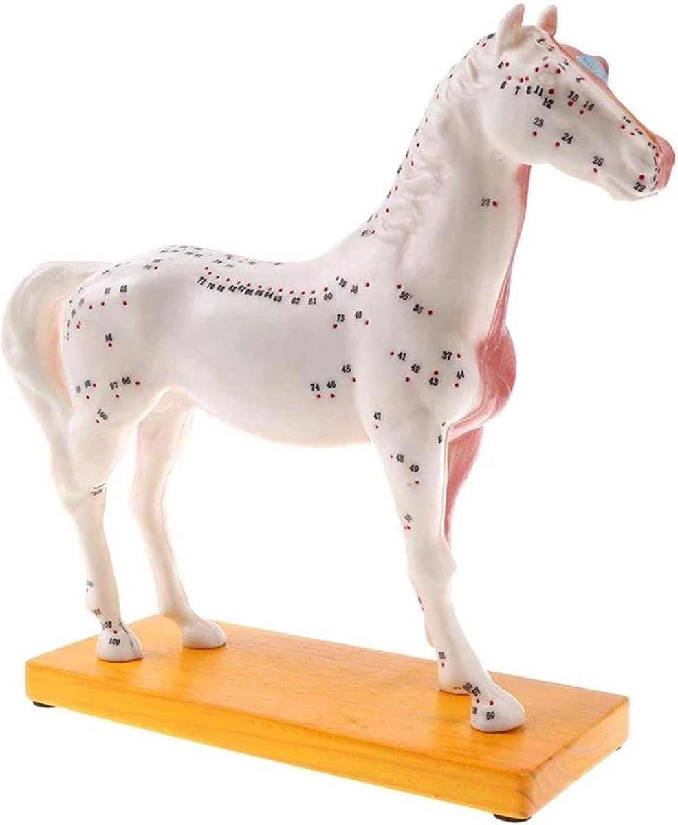 Paarden Acupunctuur Model - Dieren Anatomie - Veterinair Onderwijs - 114 Gemarkeerde Punten - 25x20 cm - Niet gespecificeerd