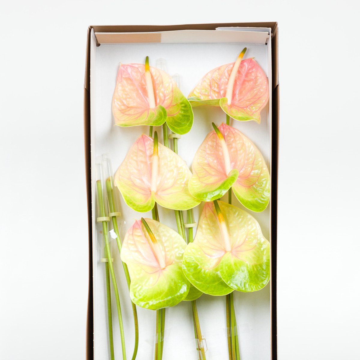 12x Anth.lucardi 10cm
