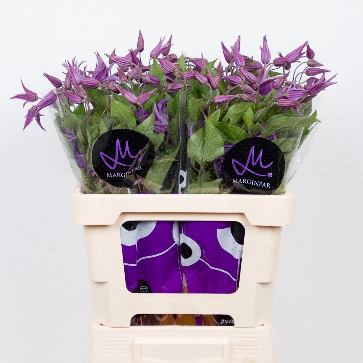 10x Clematis blue pirouette 60cm
