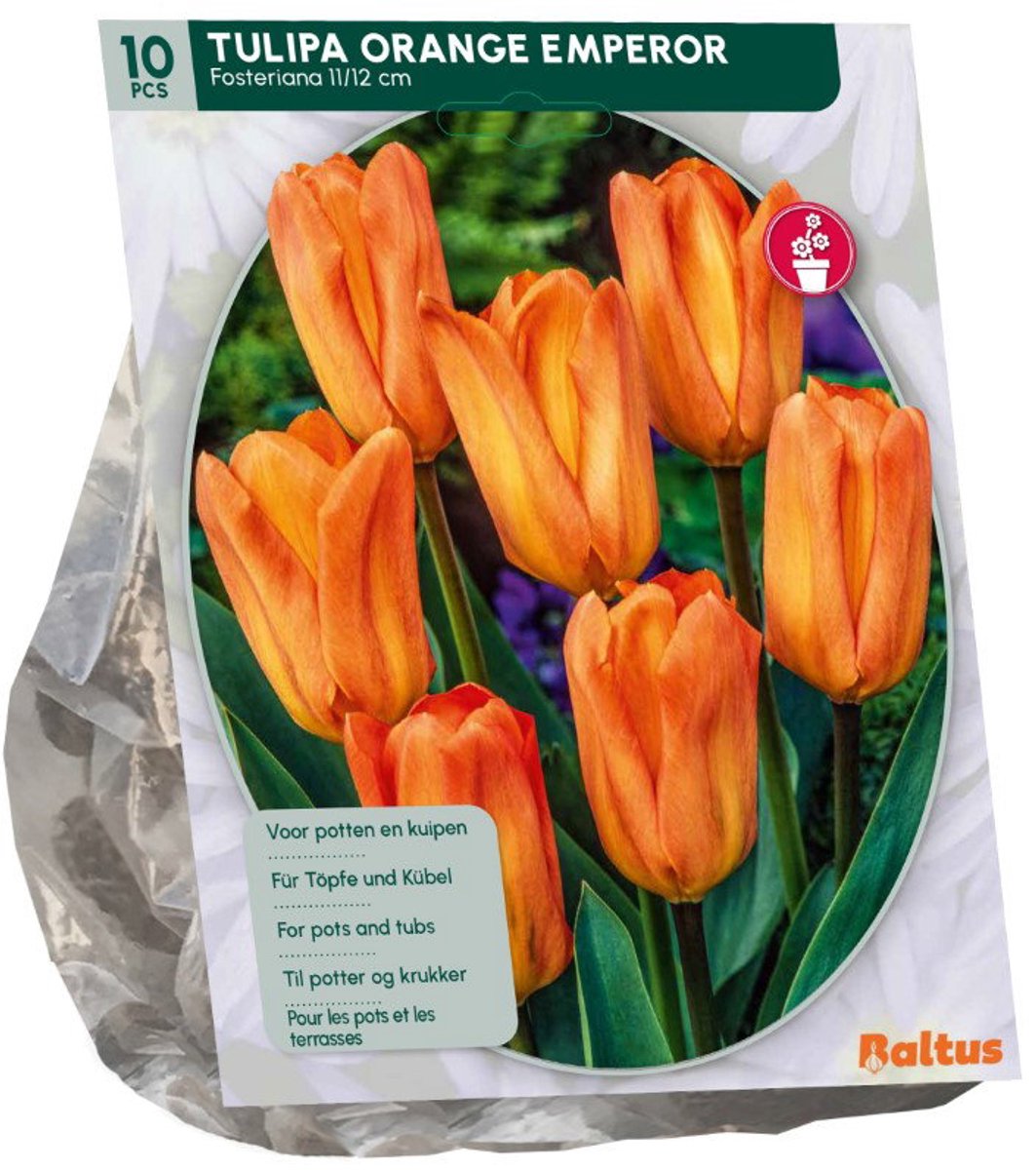 Tulipa Orange Emperor 10 stuks bloembollen Baltus