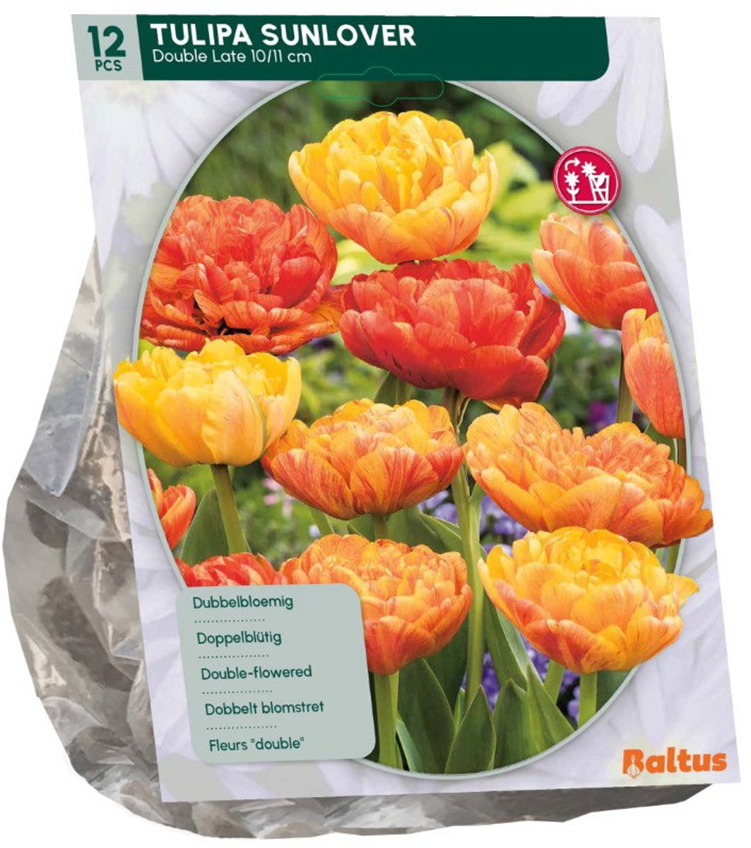 Tulipa Sunlover 12 stuks bloembollen Baltus