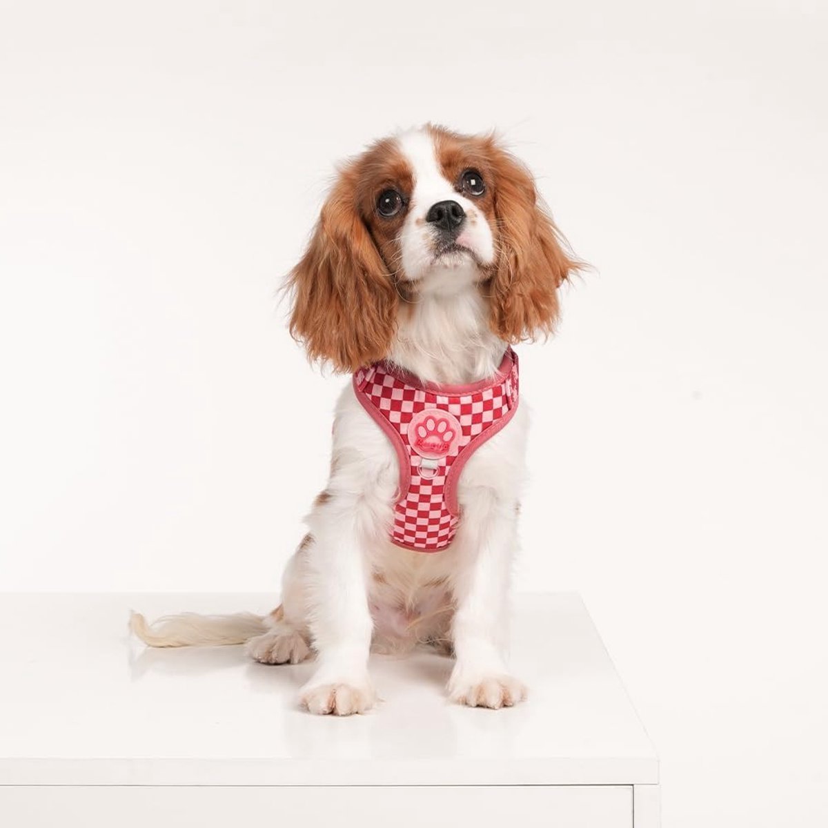 Verstelbaar harnas en riem voor honden en katten, luchtig mesh, anti-verstikking, maat S/M, ideaal voor kleine en middelgrote dieren