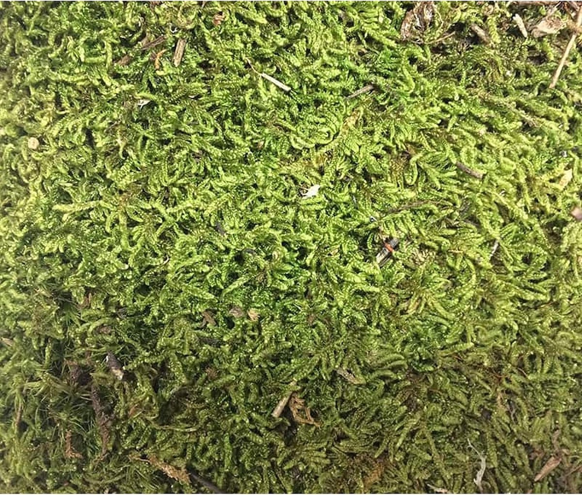 Platmos nature decoration - green - 100 g - bag - ShopVlot