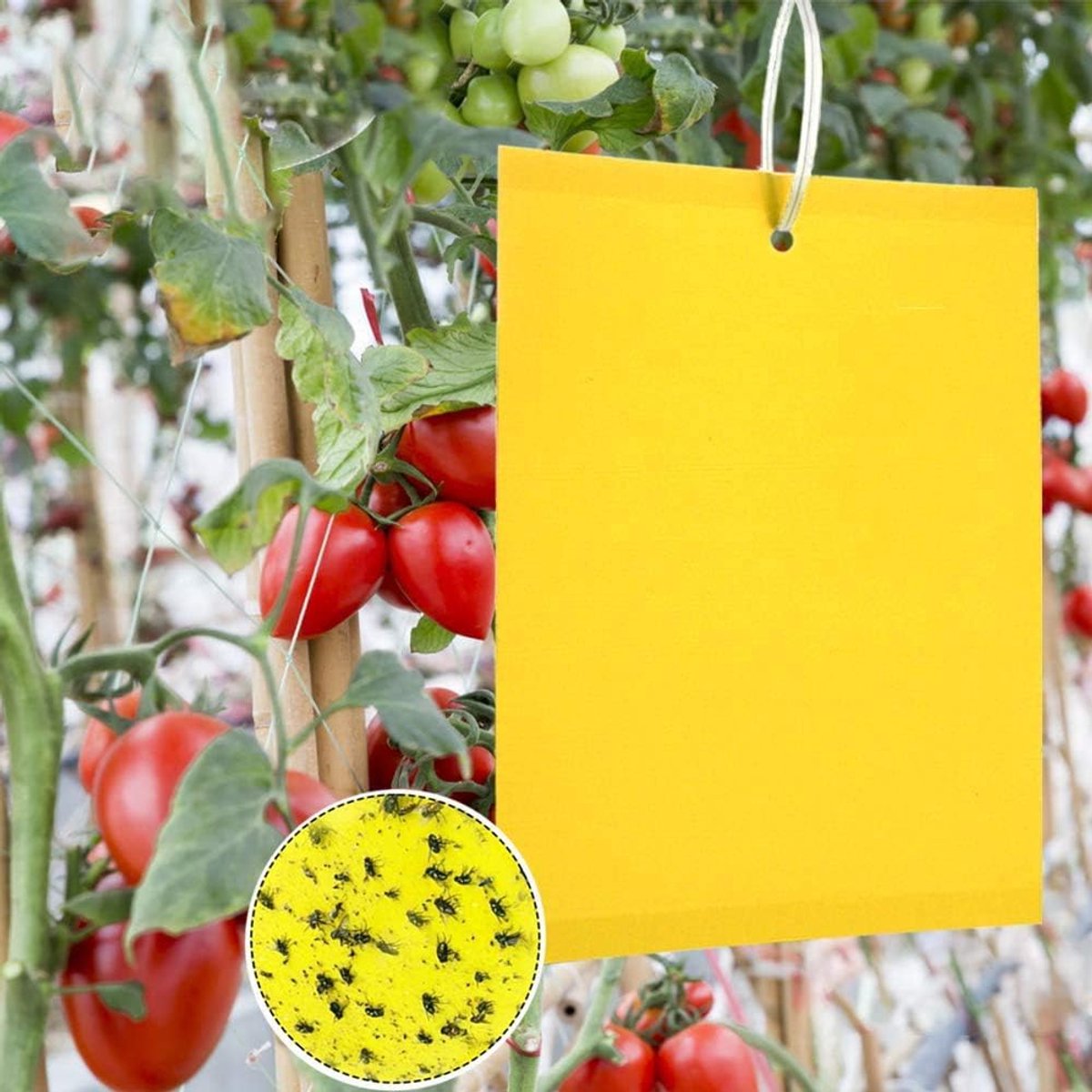 SnelShoppen - Gele Vliegenvangers, 50 Stuks Plakstrips voor Insectenbestrijding, Professionele Plakkerige Vliegenpapieren, Niet-Giftig en Milieuvriend