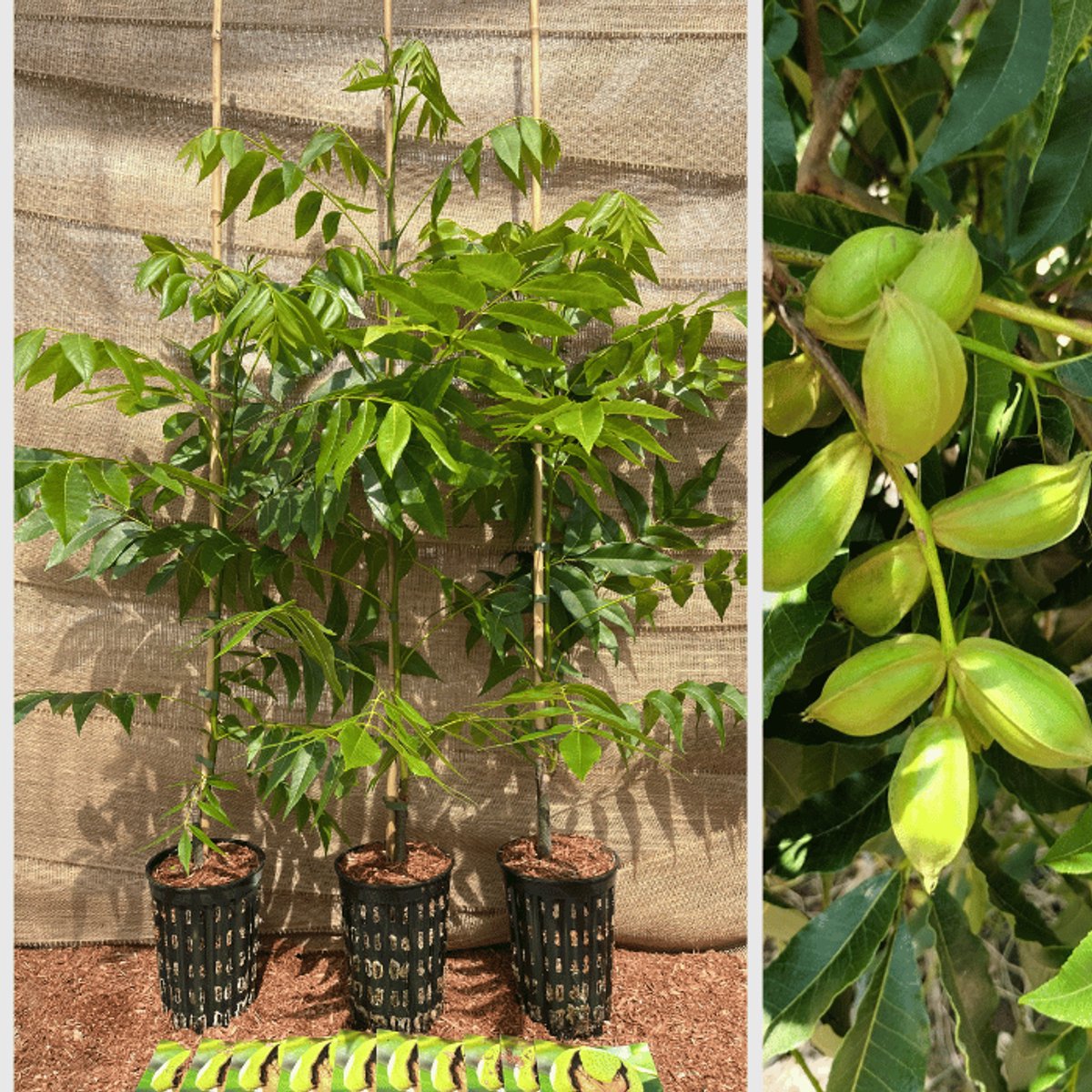 Jonge Pekanboom pakket - 3 stuks | 1x Pawnee - 1x Mohawk - 1x Wichita | Boomhoogte 100-150 | pot 3 Liter