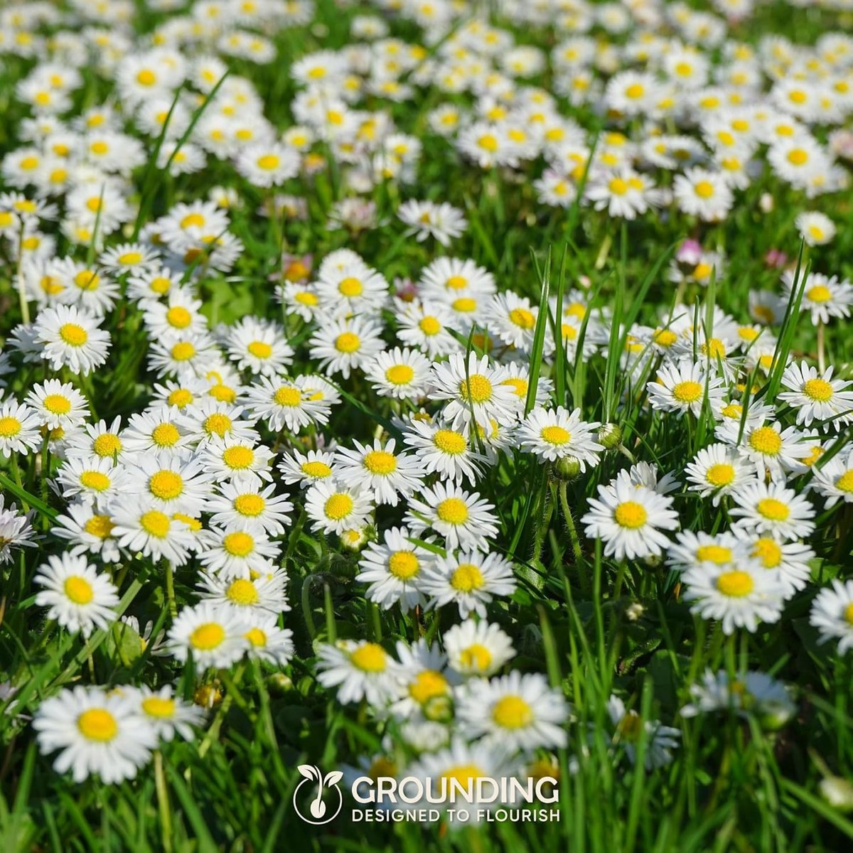 SnelShoppen - Daisy zaad, 10.000+ zaden, 15cm hoogte – Ideaal voor gazon, borders, bloembedden en potten – Eenvoudig zaaien en snel bloeien – Europese