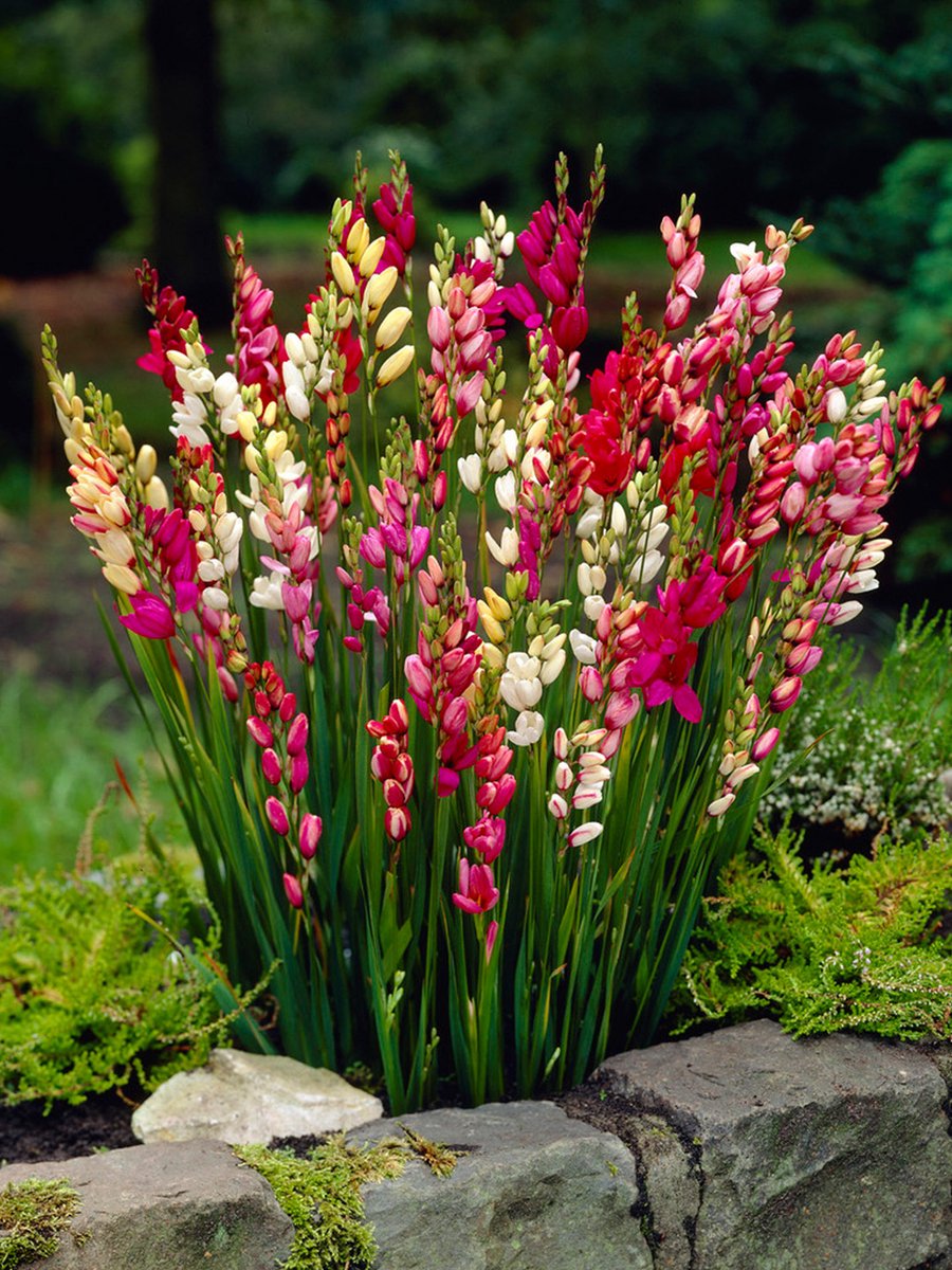 Ixia gemengd | 25 stuks | Meerkleurig | Snijbloem | Geurend