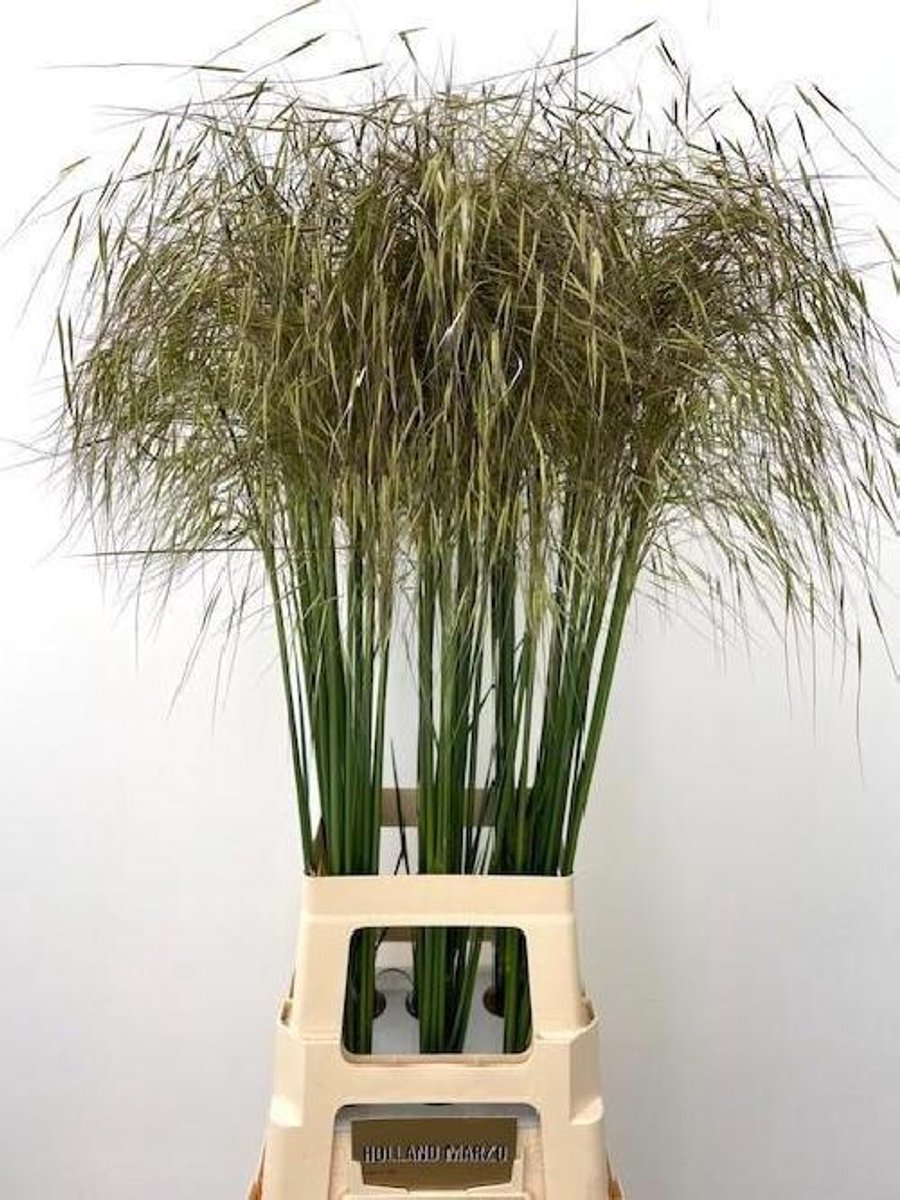 30x Gs stipa gigantea 80cm