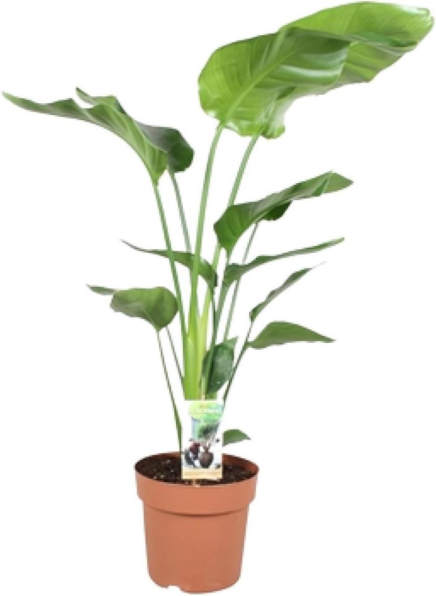 Kamerplant - Tropische plant - Woonruimte verfraaien - Duurzaam gekweekt - 80-90cm - Groen