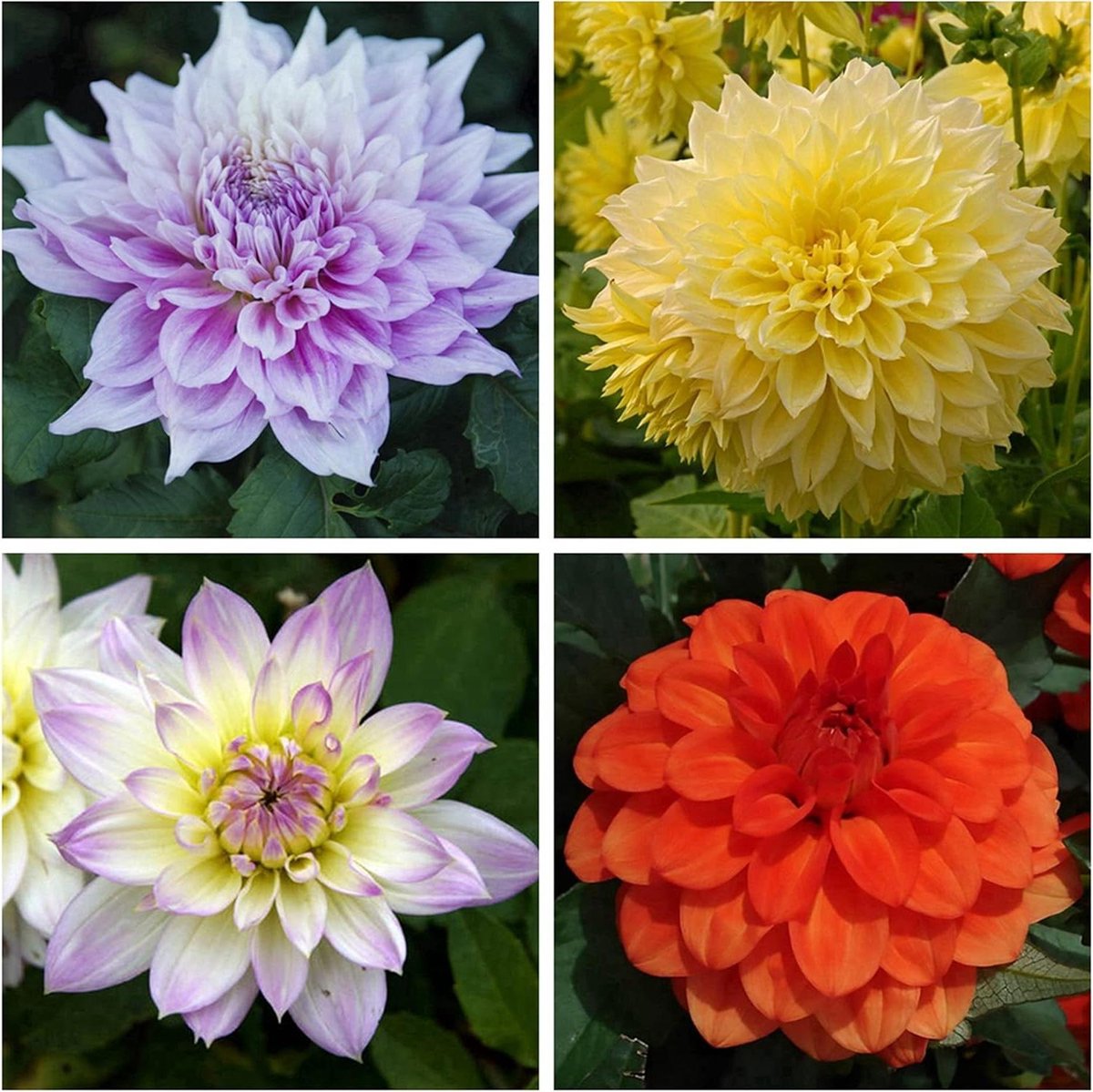 Dahlia Zinnia Zaden - Bloemzaden Mix - Tuinieren Bloemen Kweken - Grote Bloemen Variëteiten - 819 Stuks - Gekleurde Mix