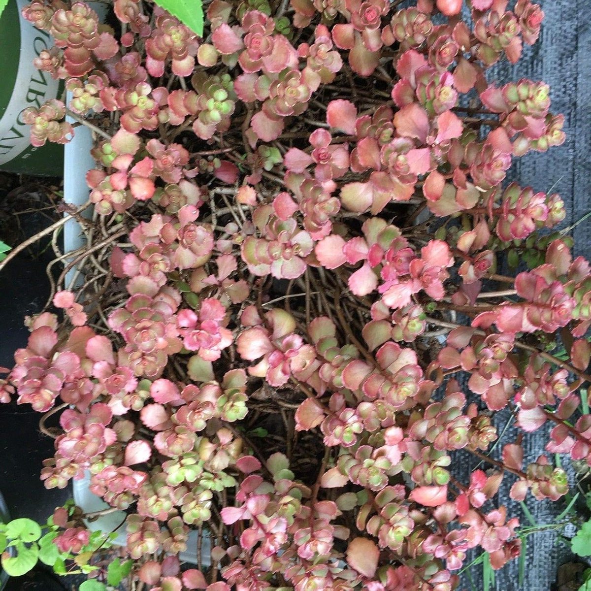 Sedum Planten - Bodembedekkers - Tuin Opvullen - Gemakkelijk Groeiend - 10 Stuks - Rood