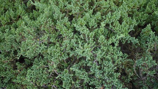 Gedetailleerde close-up van de groenblijvende Juniperus procumbens 'Nana' struik.