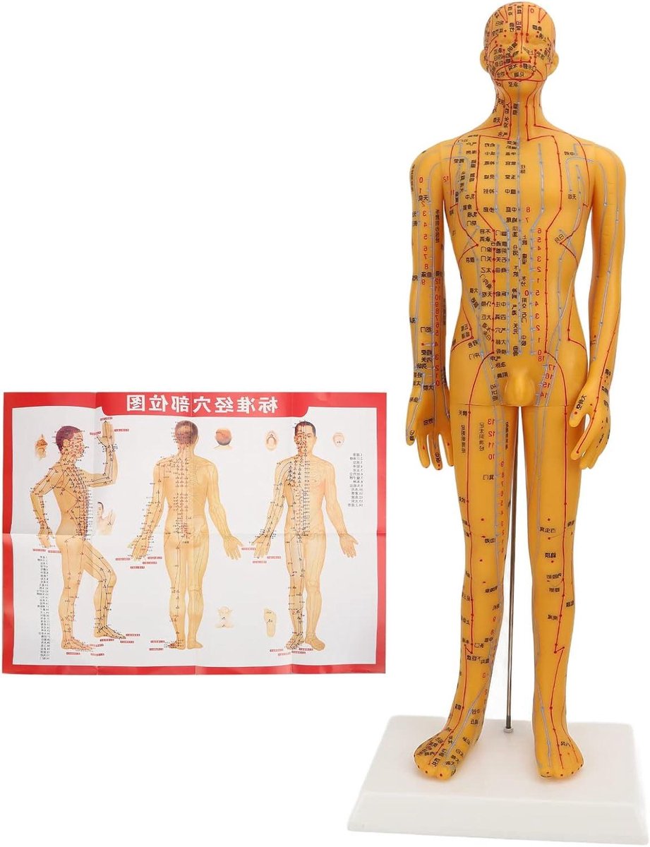 Acupunctuur Model Man 53 cm voor Studie en Oefening - Duurzaam PVC