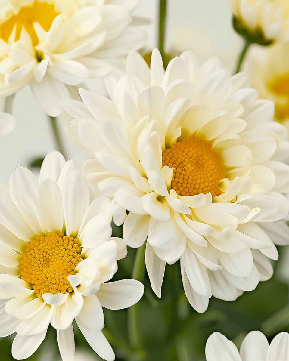 3 sets - Margriet Zaden Organic May Queen Chrysanthemum Leucanthemum Meerjarig