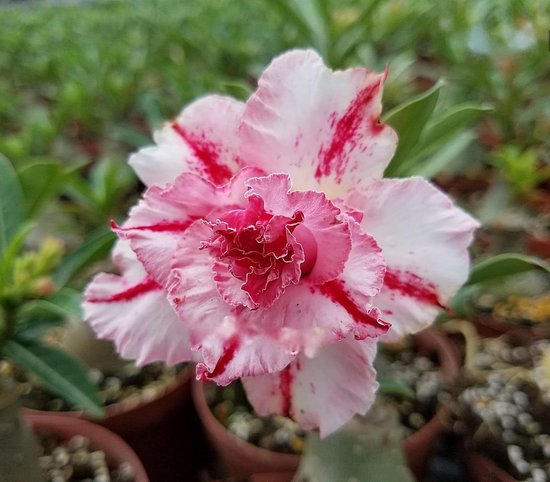Bloem met witte en roze strepen en een gekartelde rand in het midden.