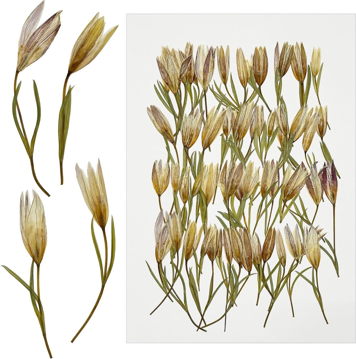 Gedroogde bloemen voor hars en kaarsen, natuurlijke geperste bloemen voor DIY sieraden, 60 stuks