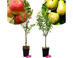 Set van 2 Fruitbomen - Red Delicious Appelboom, Conference Perenboom - Hoogte 80/100cm – 5 Liter pot