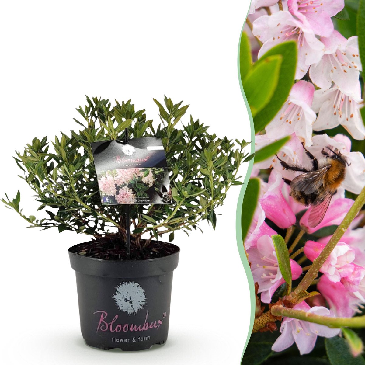 Plantenboetiek.nl | Dwerg Rhododendron - Rhododendron Bloombux Light Pink - Bloeiende Buxus - Weinig Onderhoud - Licht Roze Bloem - Ø23cm - 45-55cm hoog - Tuinplant