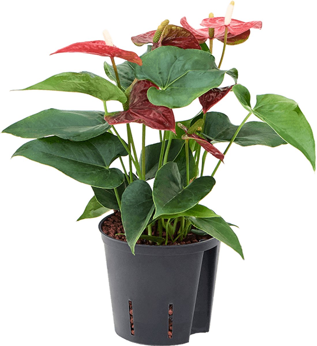 Anthurium andraeanum 'Sierra' - Toef Hydrocultuur - 35