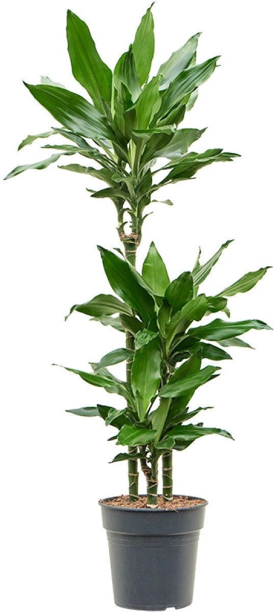 Dracaena Burundii kopen