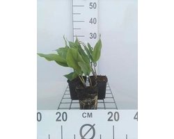 6x Meiklokje - Convallaria majalis | 9x9 cm pot