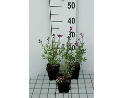 6x Struiksalie - Salvia greggii 'Joy' | 9x9 cm pot