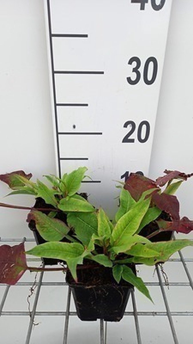 6x Duizenknoop - Persicaria ampl. 'Alba Junior' | 9x9 cm pot