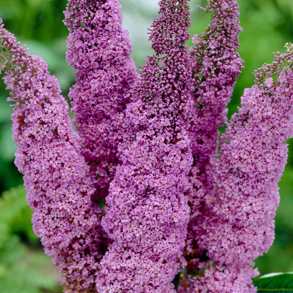 Vlinderstruik (Buddleja Davidii) - Ile de France - Buddleja - Vaste planten - Bijen-Vlinders - Geurend - Zomerbollen