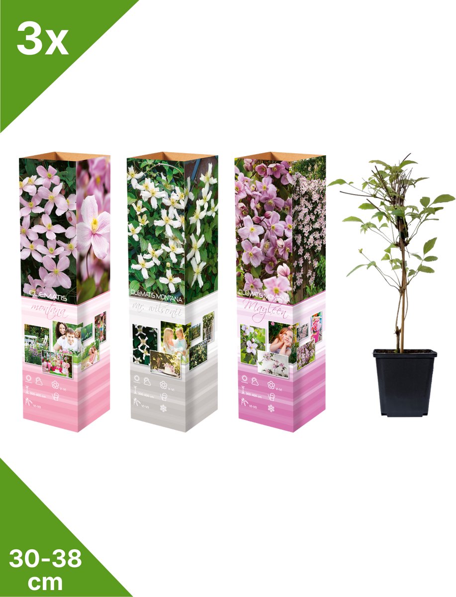 GARDENZO - 3x Bosrank Mix - Clematis montana- in P9 pot