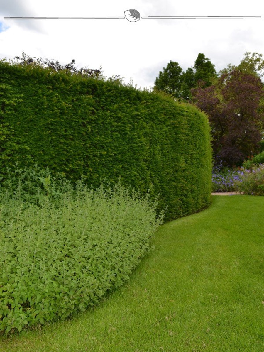 Venijnboom Taxus baccata 200-225 cm, 18x Haagplant