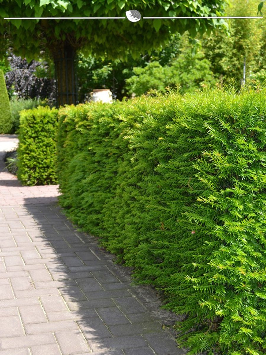 Laurier Prunus Genolia 120-140 cm in Pot, 15x Haagplant