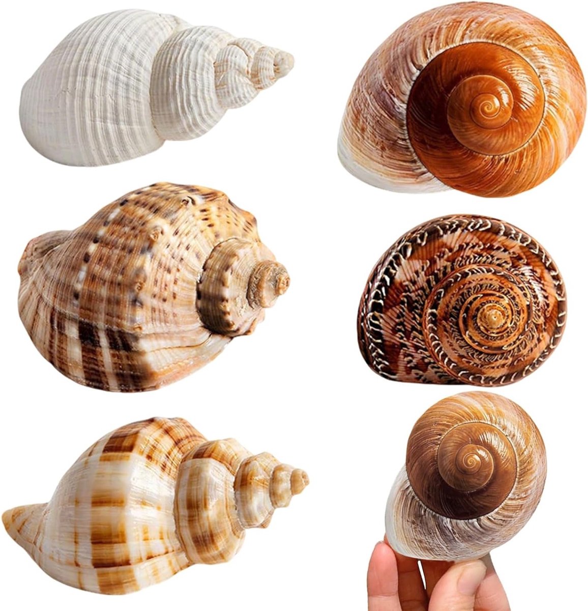 5 Stuks Natuurlijke Zeeschelpen - Natuurlijke Oceaan Schelpen - Natuurlijke Schelpen - Heremietkreeftschelpen - Schelpen voor Decoratie - Oceaan Decoratie - Feest Aquarium - Unieke Vormen - Handgemaakt - Decoraties