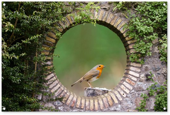 Roodborstje kijkt door een stenen cirkel in een groene tuin, met regen.