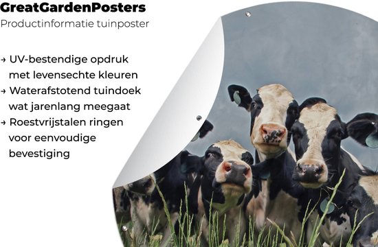 Cercle de jardin Ciel gris au dessus du troupeau de vaches frisonnes - 60x60 cm - Affiche jardin