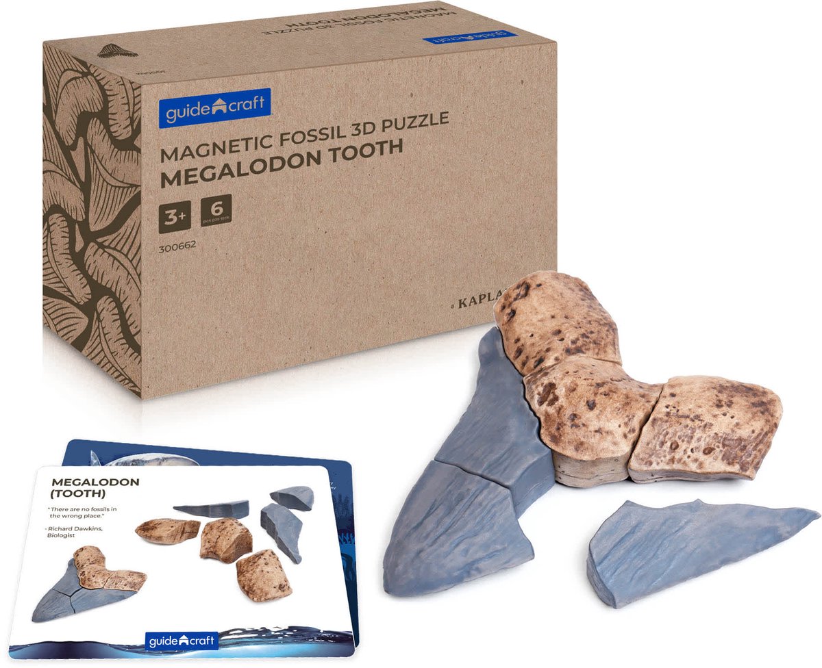 Guidecraft magneet speelgoed fossielen 3D puzzel Megalodon tand.