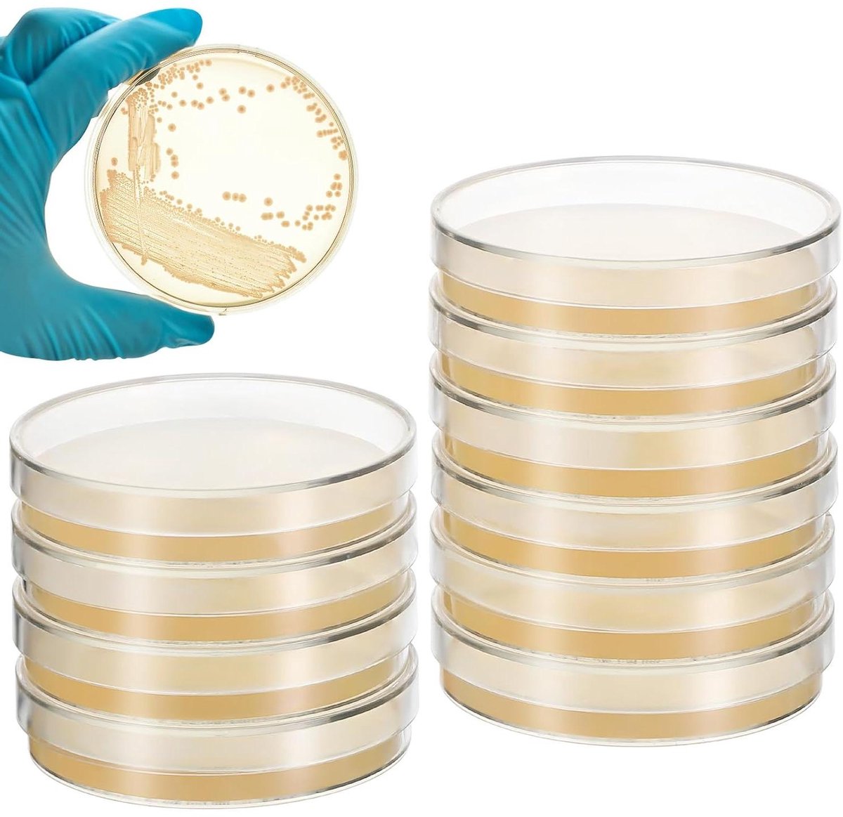 Petrischalen Voorgevuld - Agarplaten Lab - Microbiologisch Onderzoek - Klaar voor Gebruik - 7 cm - Transparant