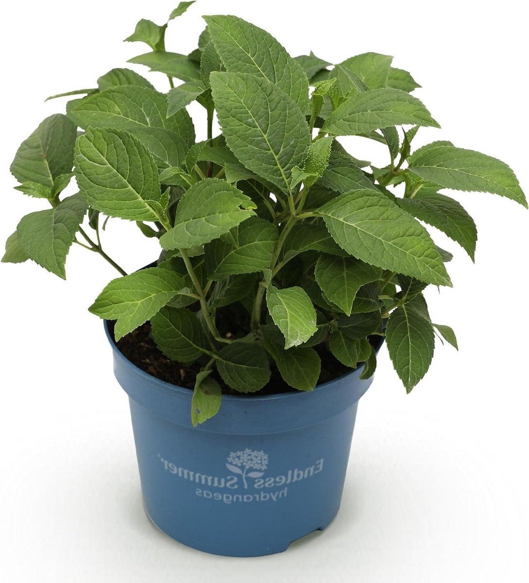 Hortensia Tuinplant - Hydrangea Struik - Balkon Terras - Winterhard Rijkbloeiend - Pot 14 cm - Paars