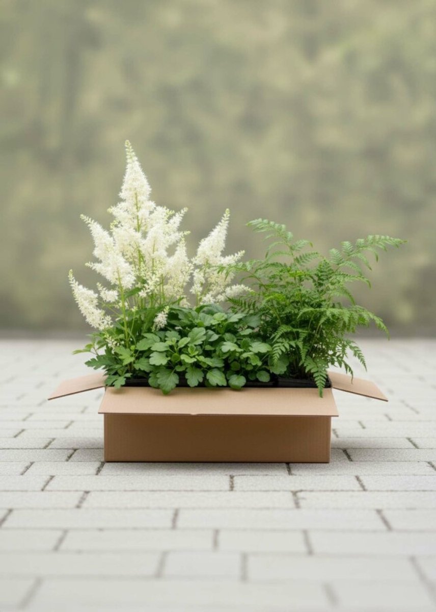 Forest Charm Mix Borderpakket - 47 St. (4,5m²) - 6x Geitenbaard, 32x Schaduwkruid, 9x Naaldvaren - Heijnen Planten