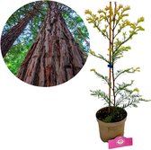 Jonge kustmammoetboom met lichtgele bladeren in pot, met inzet van rode sequoia stammen.