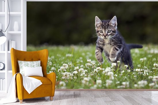 Behang - Fotobehang Een kitten in een veld met klaver - Breedte 360 cm x hoogte 240 cm - Nr1Wallpaper