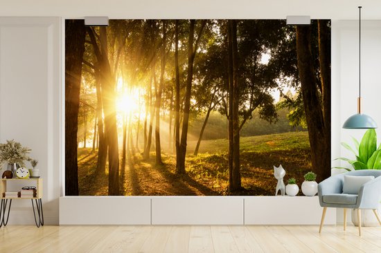 Papier peint photo vinyle - Le soleil d'automne se lève dans une forêt sombre largeur 330 cm x hauteur 220 cm - Tirage photo sur papier peint (disponible en 7 tailles)