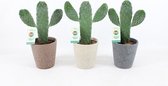 Cactussen van Botanicly – 3 × Opuntia Consolea in keramische pot als set – Hoogte: 35 cm