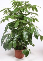 Kamerplant van Botanicly – Vingersboom – Hoogte: 135 cm – Schefflera Amate