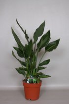 Kamerplant van Botanicly – Paradijsvogelbloem – Hoogte: 95 cm – Strelitzia Reginae