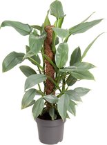 Kamerplant van Botanicly – Philodendron Silver Queen – Hoogte: 60 cm