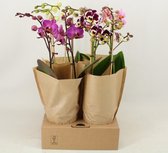 Orchideeën van Botanicly – 4 × Vlinder orchidee – Hoogte: 40 cm, 2 takken – Phalaenopsis multiflora