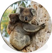 WallCircle - Wandcirkel - Muurcirkel - Koala's - Kind - Boom - Kinderen - Jongens - Meiden - Aluminium - Dibond - ⌀ 120 cm - Binnen en Buiten XXL