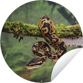 Tuincirkel Slang - Tak - Regenwoud - 60x60 cm - Ronde Tuinposter - Buiten