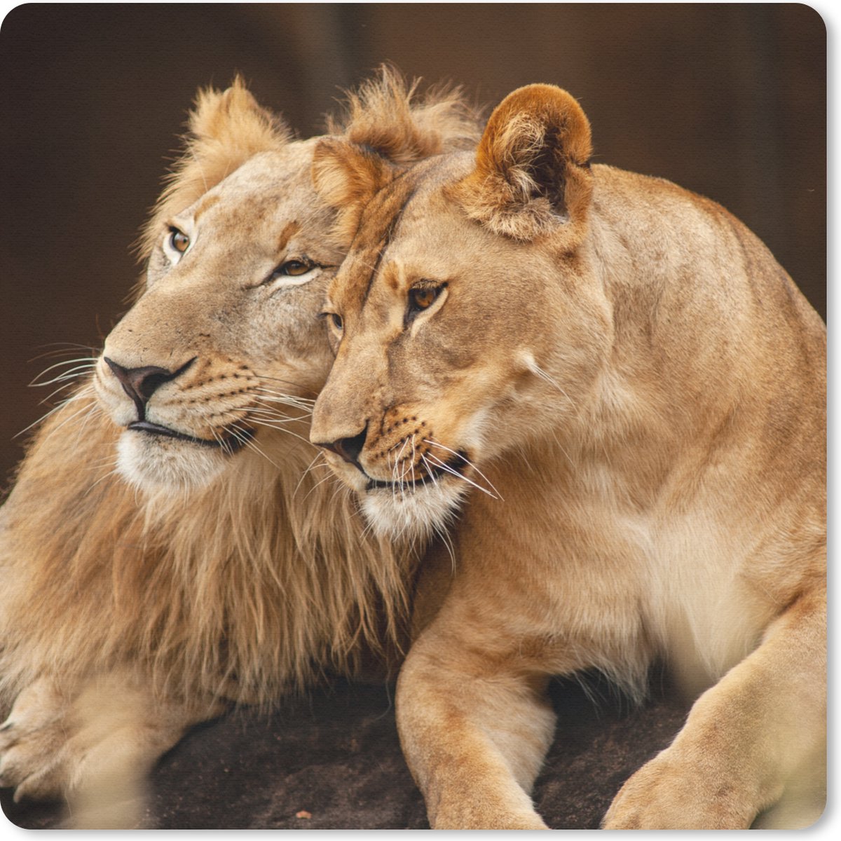 Muismat 30x30 cm - Mousepad Leeuwen - Bruin - Dieren - Muismatten