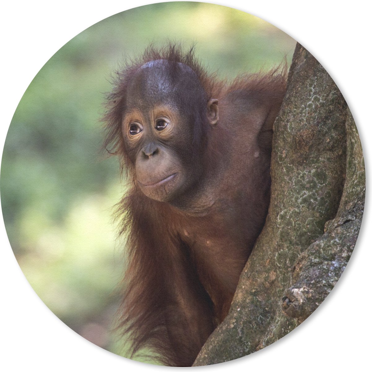 Muismat rond 30x30 cm - Mousepad Baby - Orang oetan - Boom - Ronde muismatten